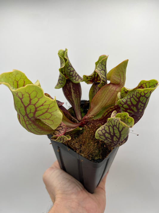 Sarracenia purpurea ssp. venosa “Little Carnivores” - Seed Grown #26