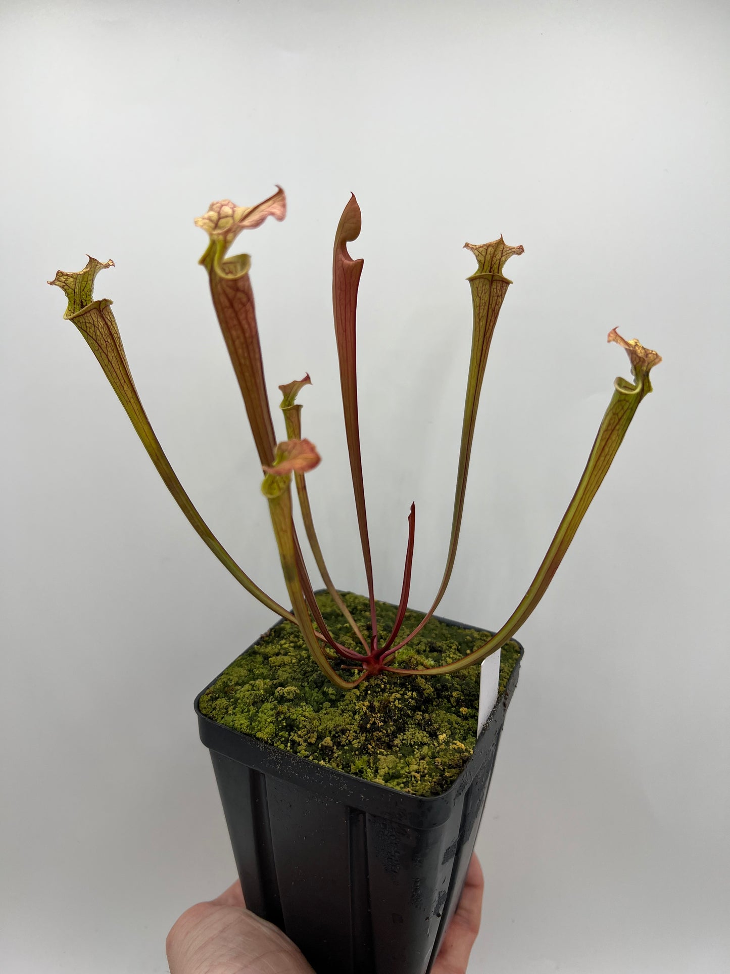 Sarracenia flava var. rubricorpora x “Strawberry Milkshake” - Seed Grown #8