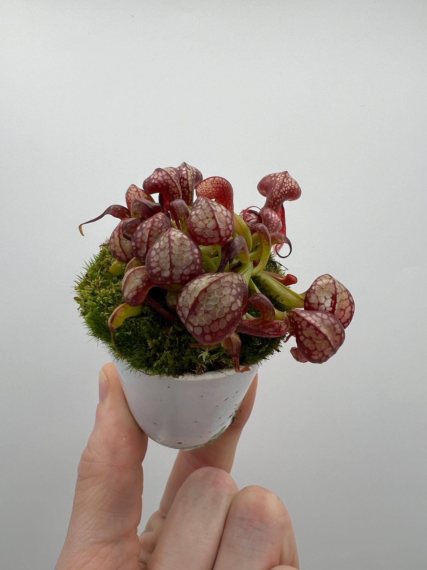 Darlingtonia californica (Cobra Pitcher Plant) - Seed Grown #130