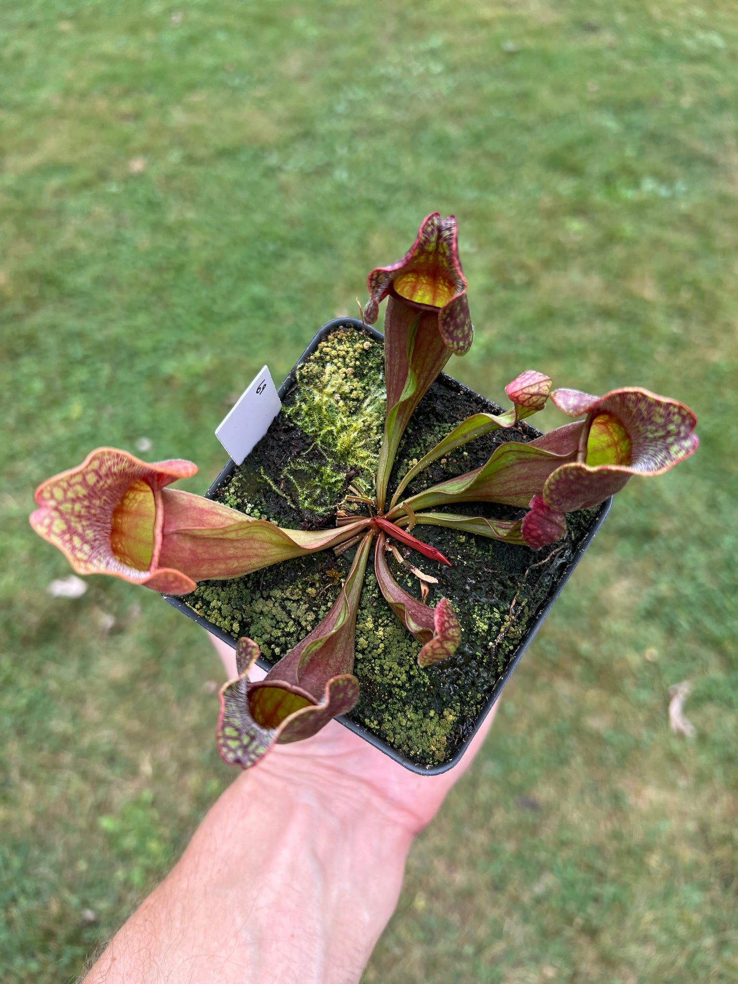 Sarracenia purpurea ssp. purpurea (Centre Co, PA) - Seed Grown #69