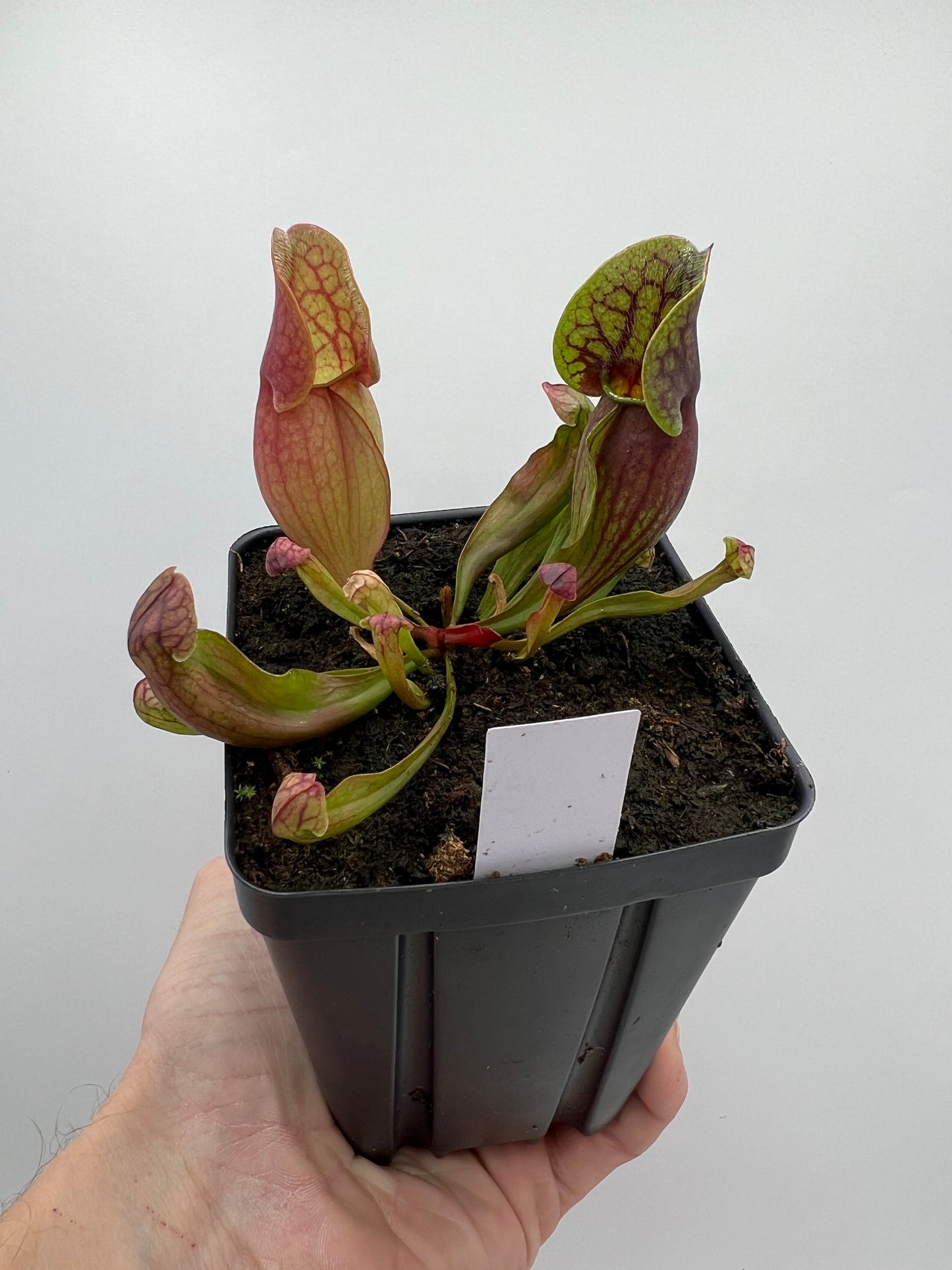 Sarracenia purpurea ssp. purpurea (Centre Co, PA) x (Ocean Co, NJ) - Seed Grown #1