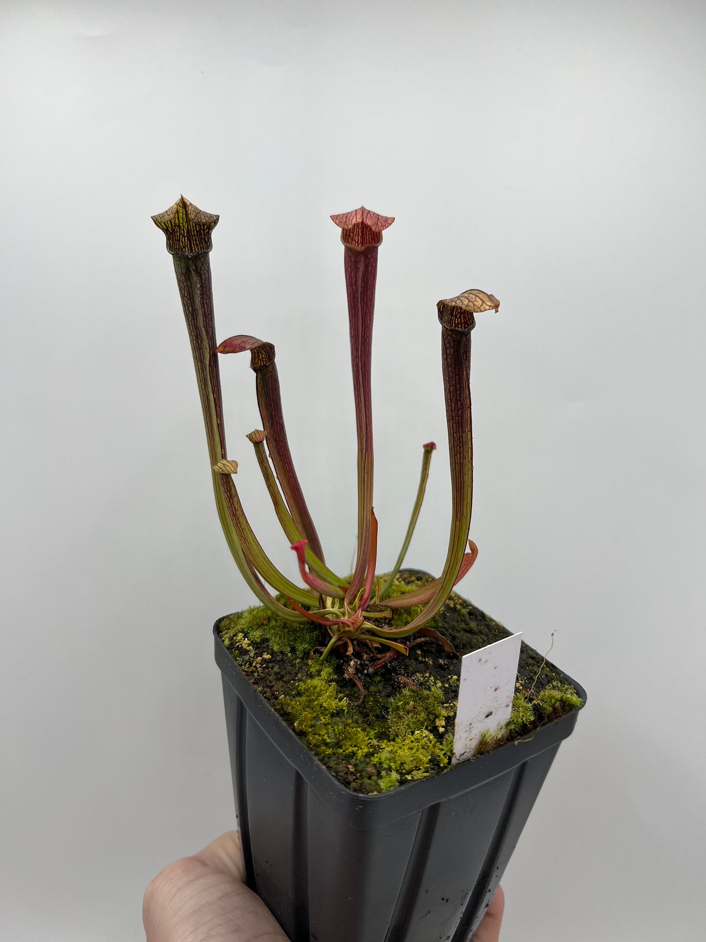 Sarracenia rubra ssp. rubra - Seed Grown