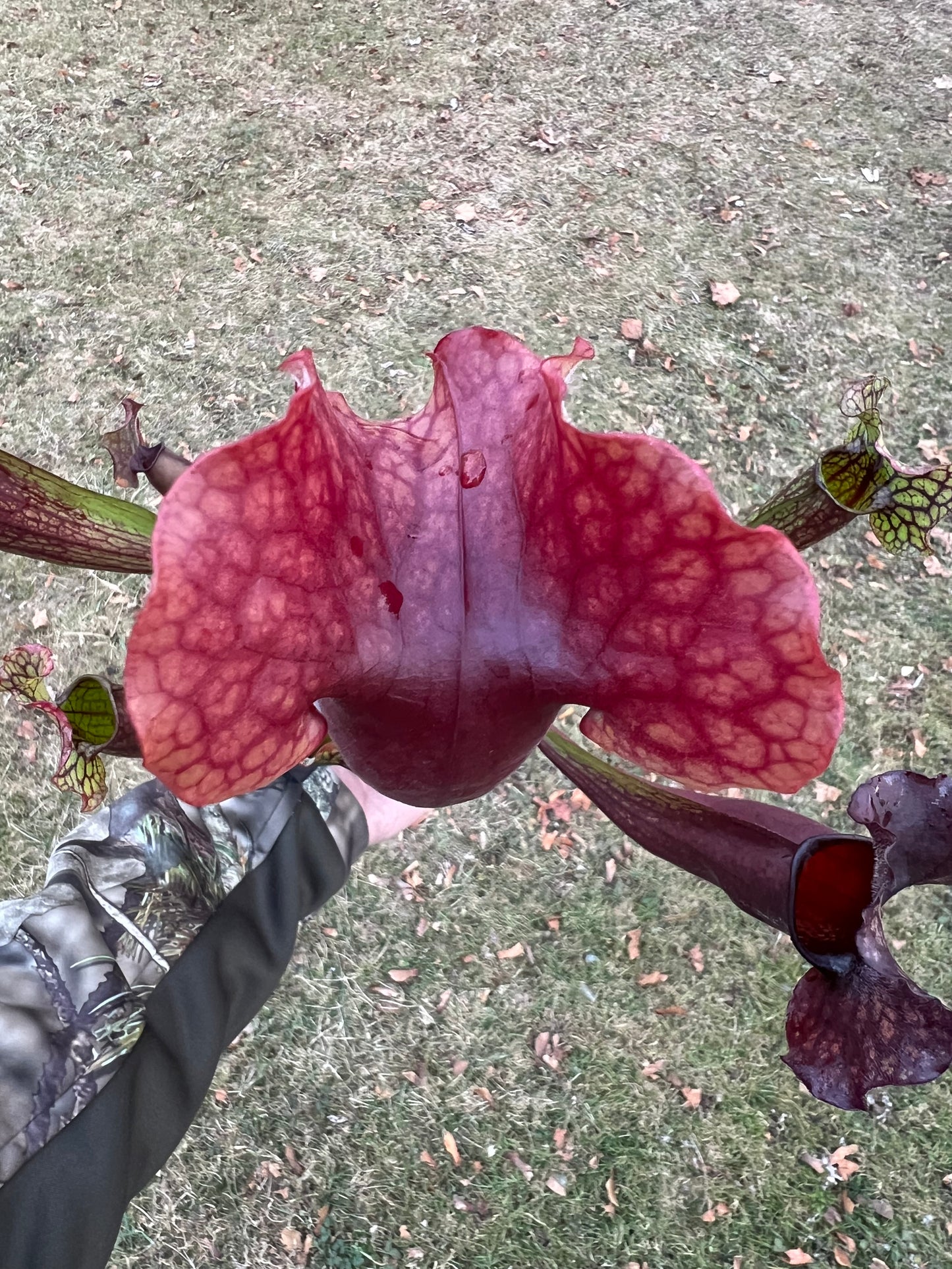 Sarracenia x catesbaei - (flava var. rubricorp. x purp. venosa) - Seed Grown #2