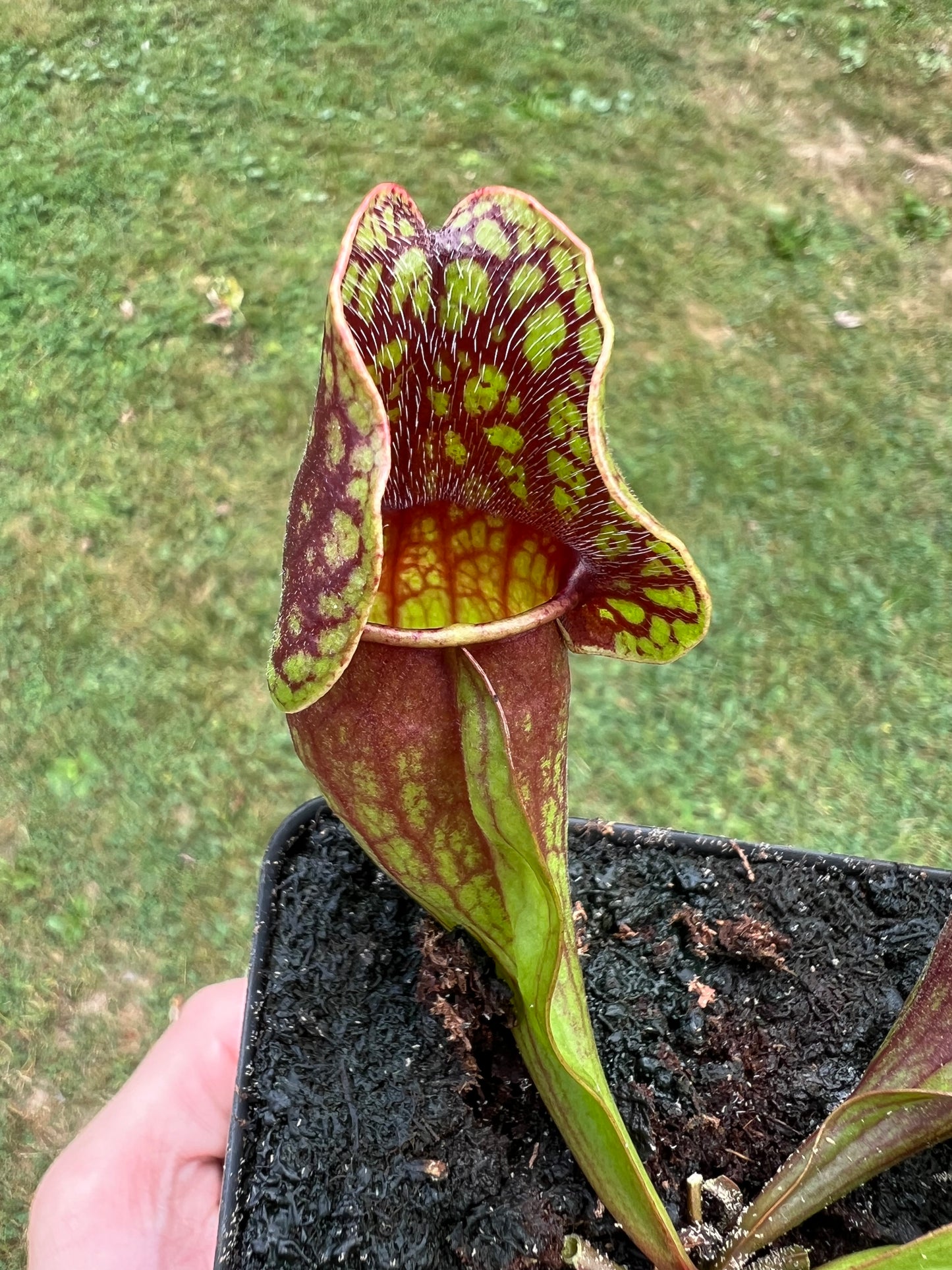 Sarracenia purpurea ssp. purpurea (Centre Co, PA) - Seed Grown #66