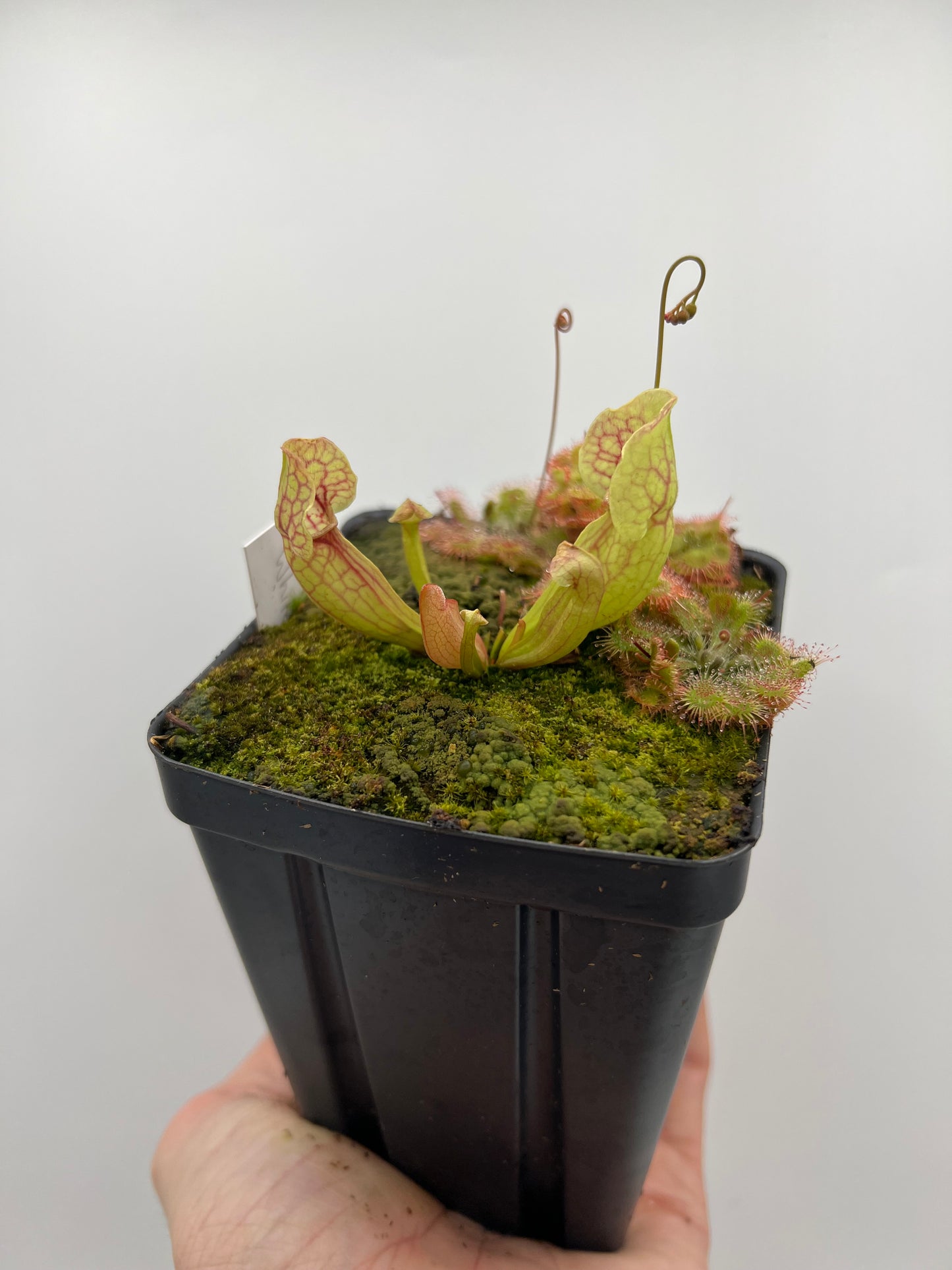 Sarracenia purpurea ssp. venosa “White Ghost” - Araflora