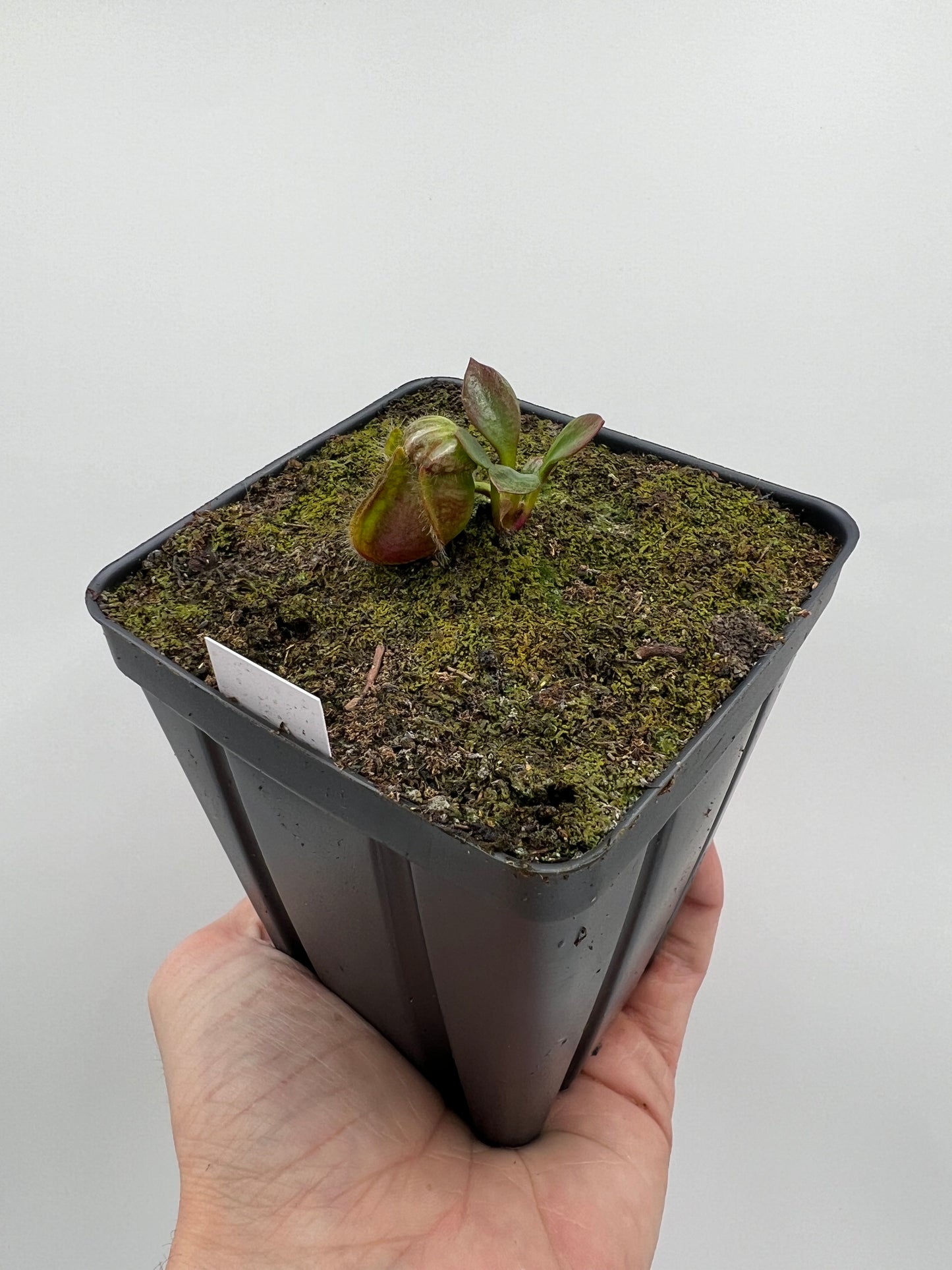 Cephalotus follicularis “Purple/Black” - Eric Smooth