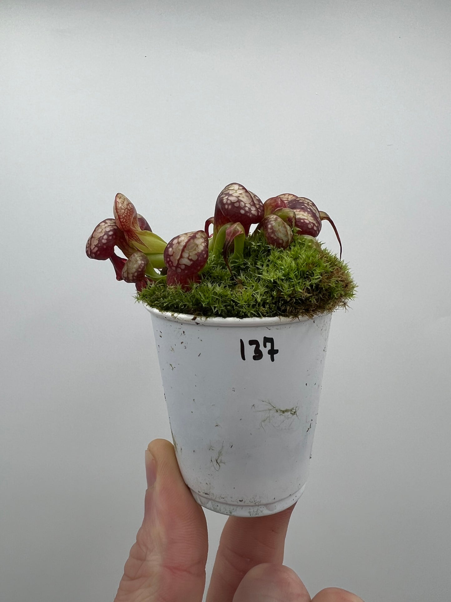 Darlingtonia californica (Cobra Pitcher Plant) - Seed Grown #137