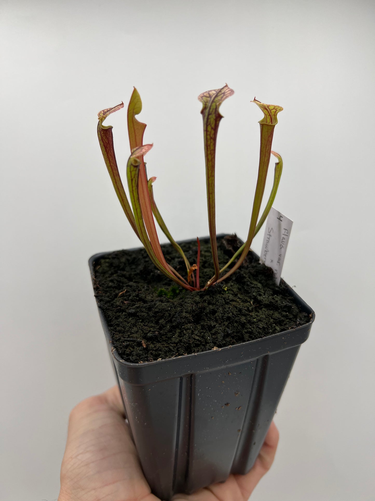 Sarracenia flava var. rubricorpora x “Strawberry Milkshake” - Seed Grown #4