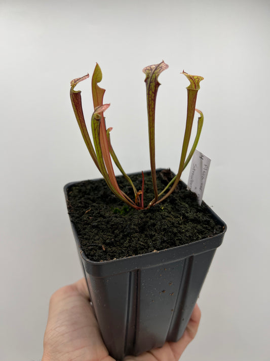 Sarracenia flava var. rubricorpora x “Strawberry Milkshake” - Seed Grown #4