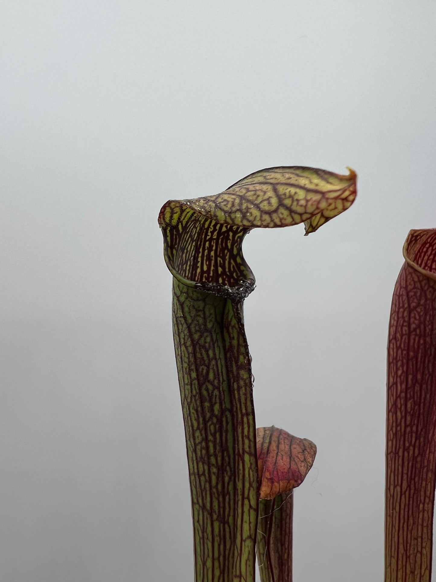 Sarracenia rubra ssp. rubra - Seed Grown