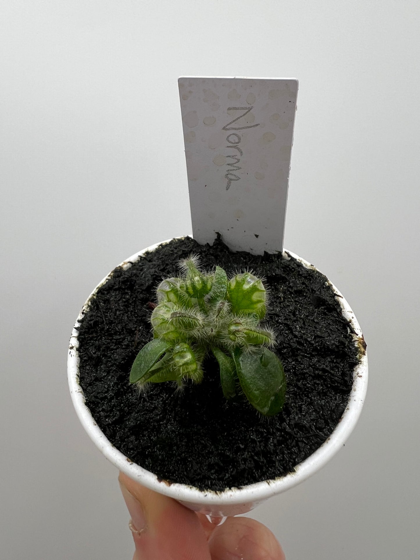 Cephalotus follicularis “Norma”