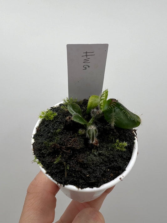 Cephalotus follicularis “Harald Weiner Giant” (aka True Giant)