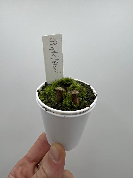 Cephalotus follicularis “Purple/Black” - Eric Smooth