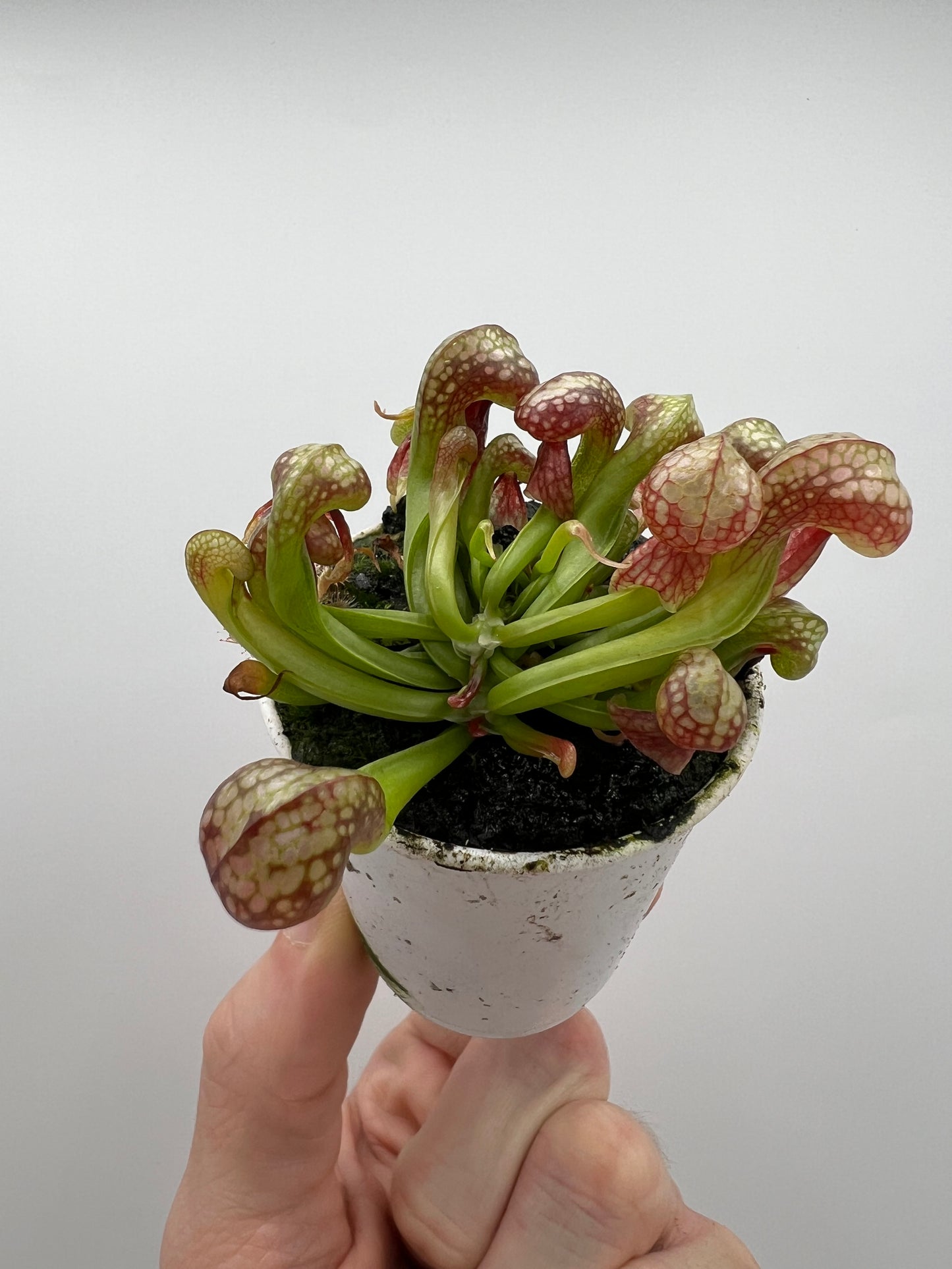 Darlingtonia californica (Cobra Pitcher Plant) - Seed Grown #85