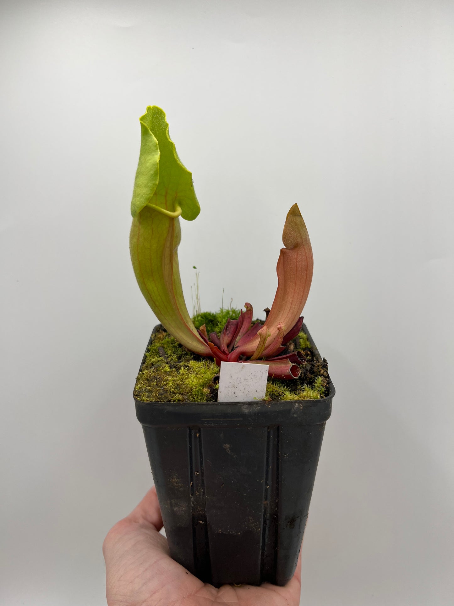 Sarracenia ‘Carolina Yellow Jacket’ - Original Clone