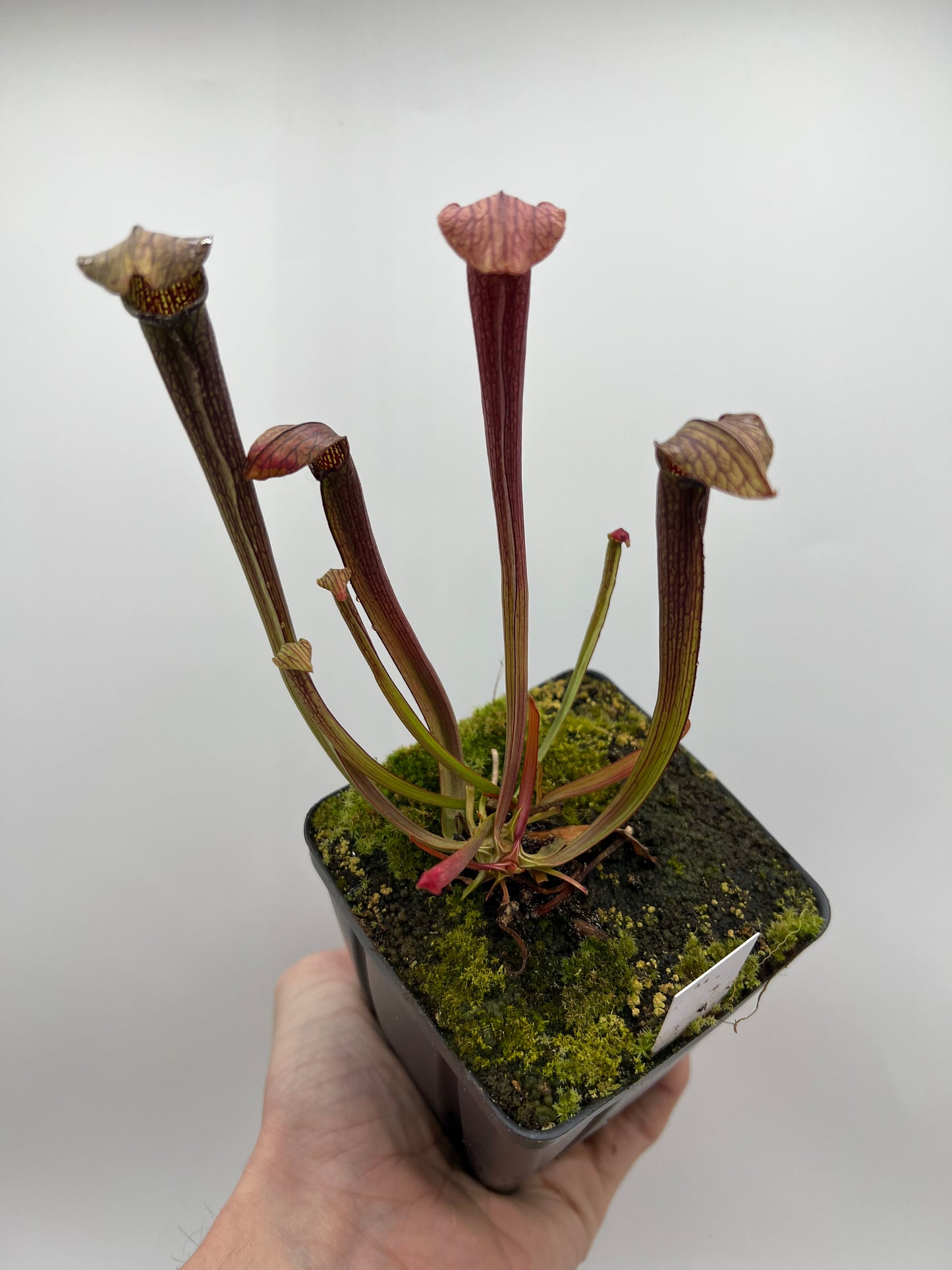 Sarracenia rubra ssp. rubra - Seed Grown