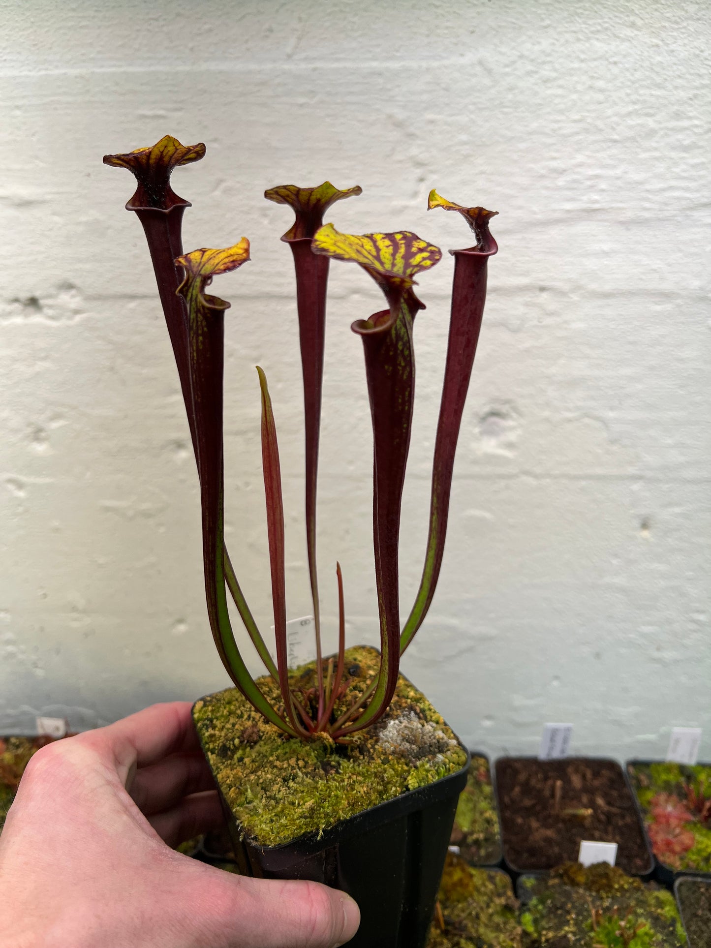 Sarracenia flava var. rubricorpora (Liberty Co, FL) - Seed Grown #8