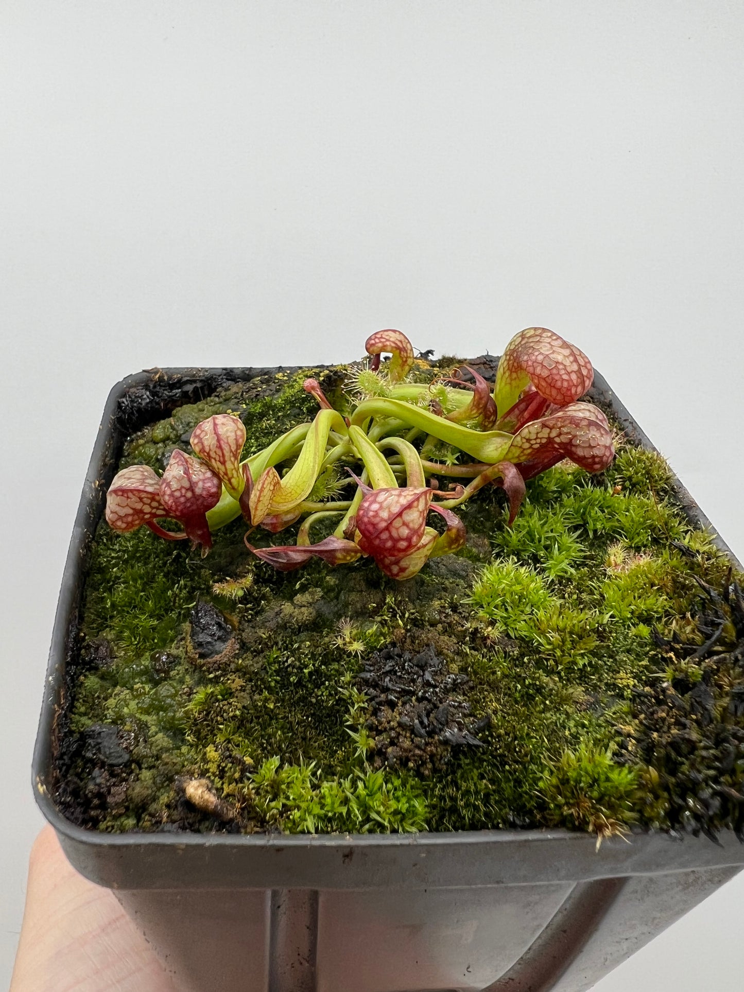 Darlingtonia californica (Cobra Pitcher Plant) - Seed Grown #74