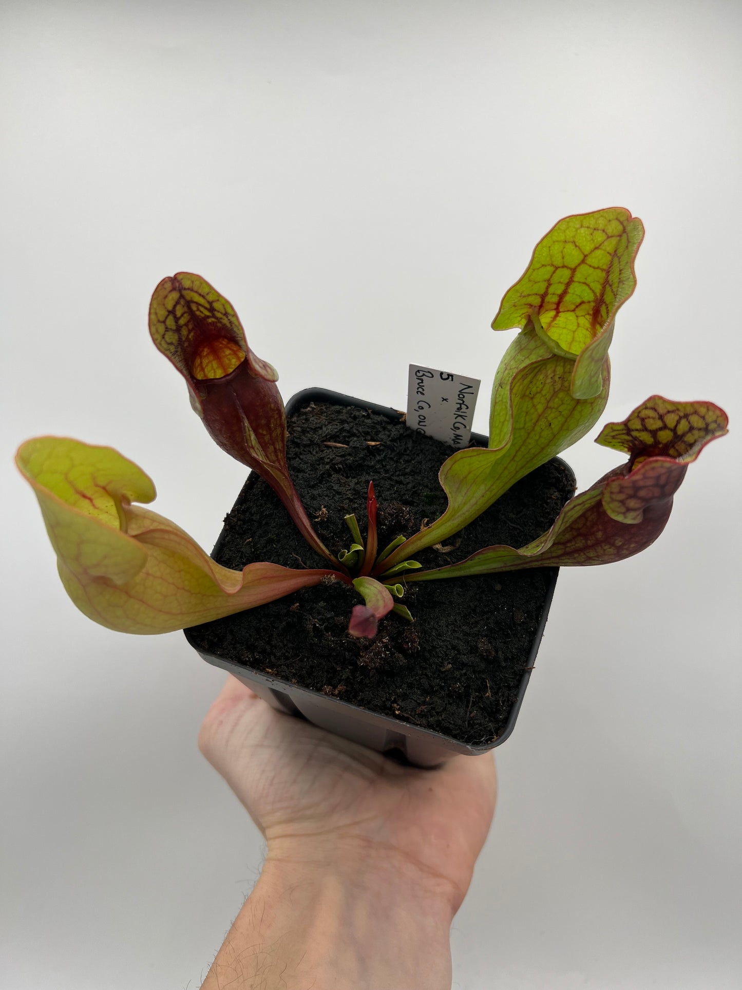 Sarracenia purpurea ssp. purpurea (Norfolk Co, MA) x (Bruce Co, Ontario Canada) - Seed Grown #5