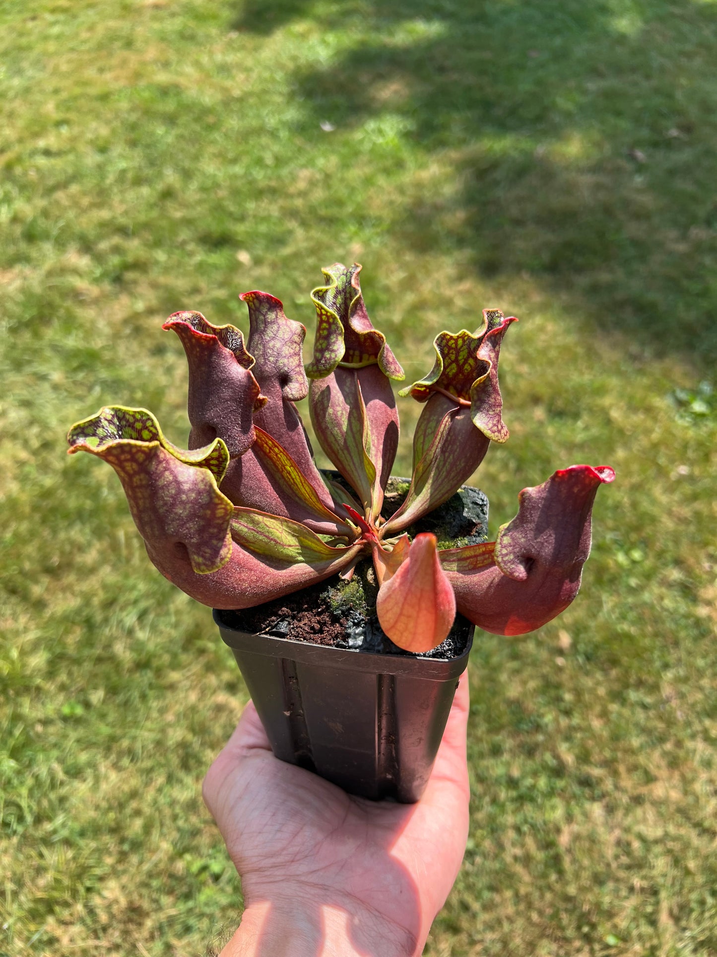 Sarracenia purpurea ssp. purpurea (Centre Co, PA) - Seed Grown #61