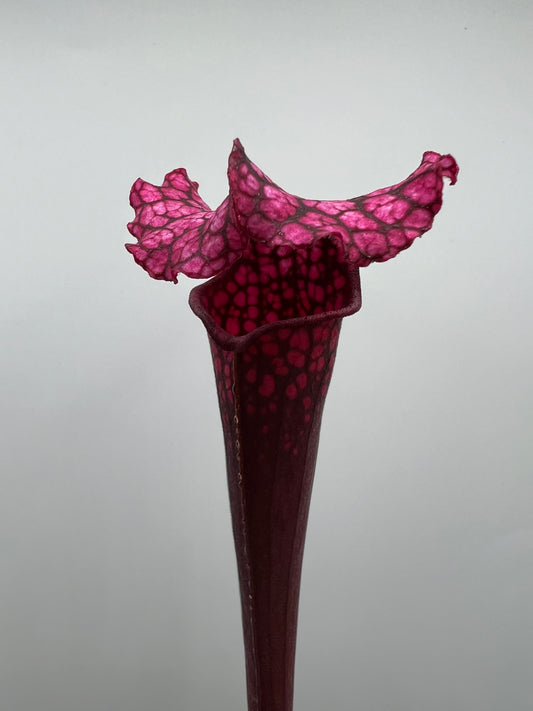 Sarracenia “Hawaiian Ice” x ‘Dragon Queen’ - Seed Grown #6