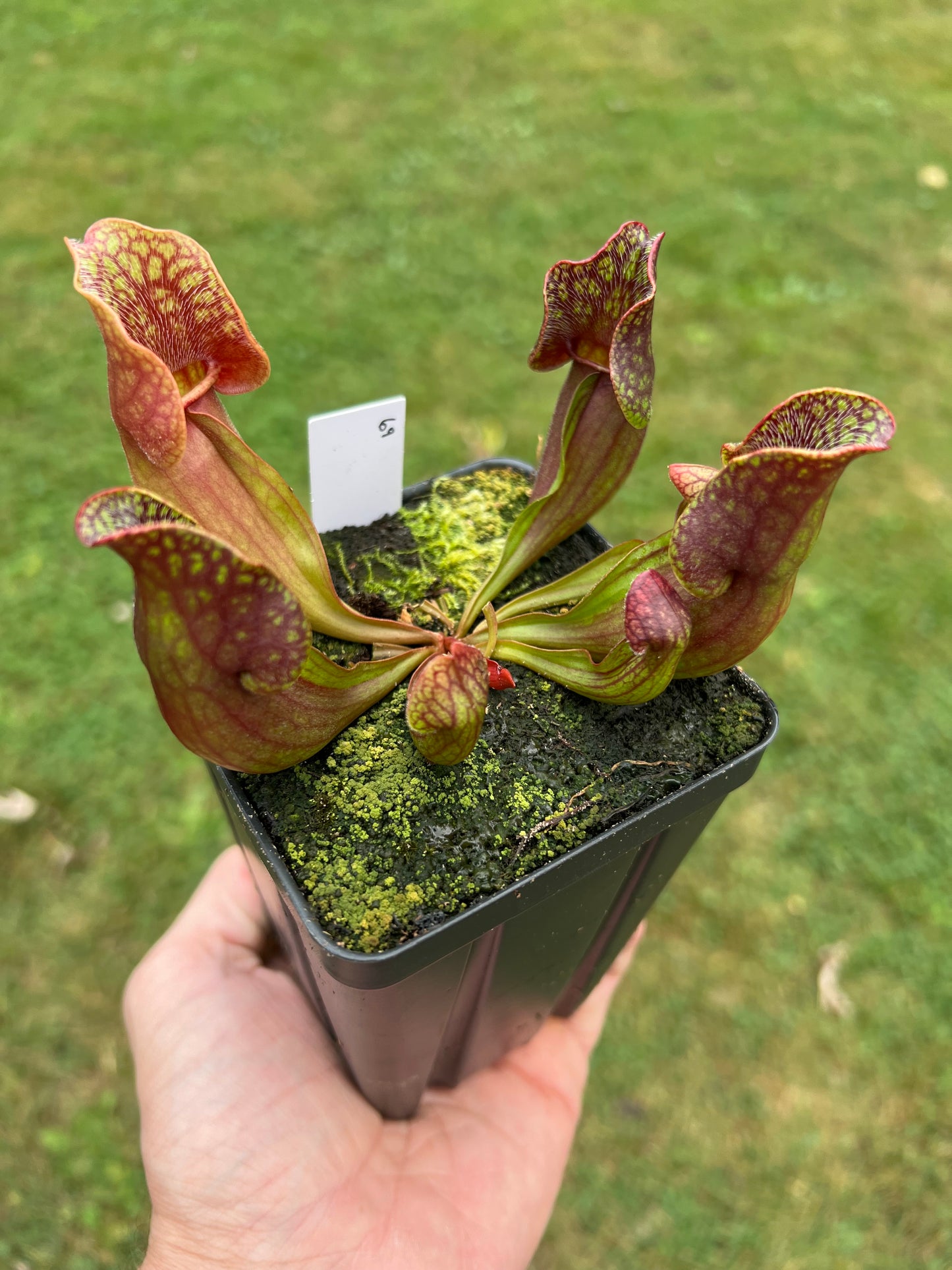 Sarracenia purpurea ssp. purpurea (Centre Co, PA) - Seed Grown #69