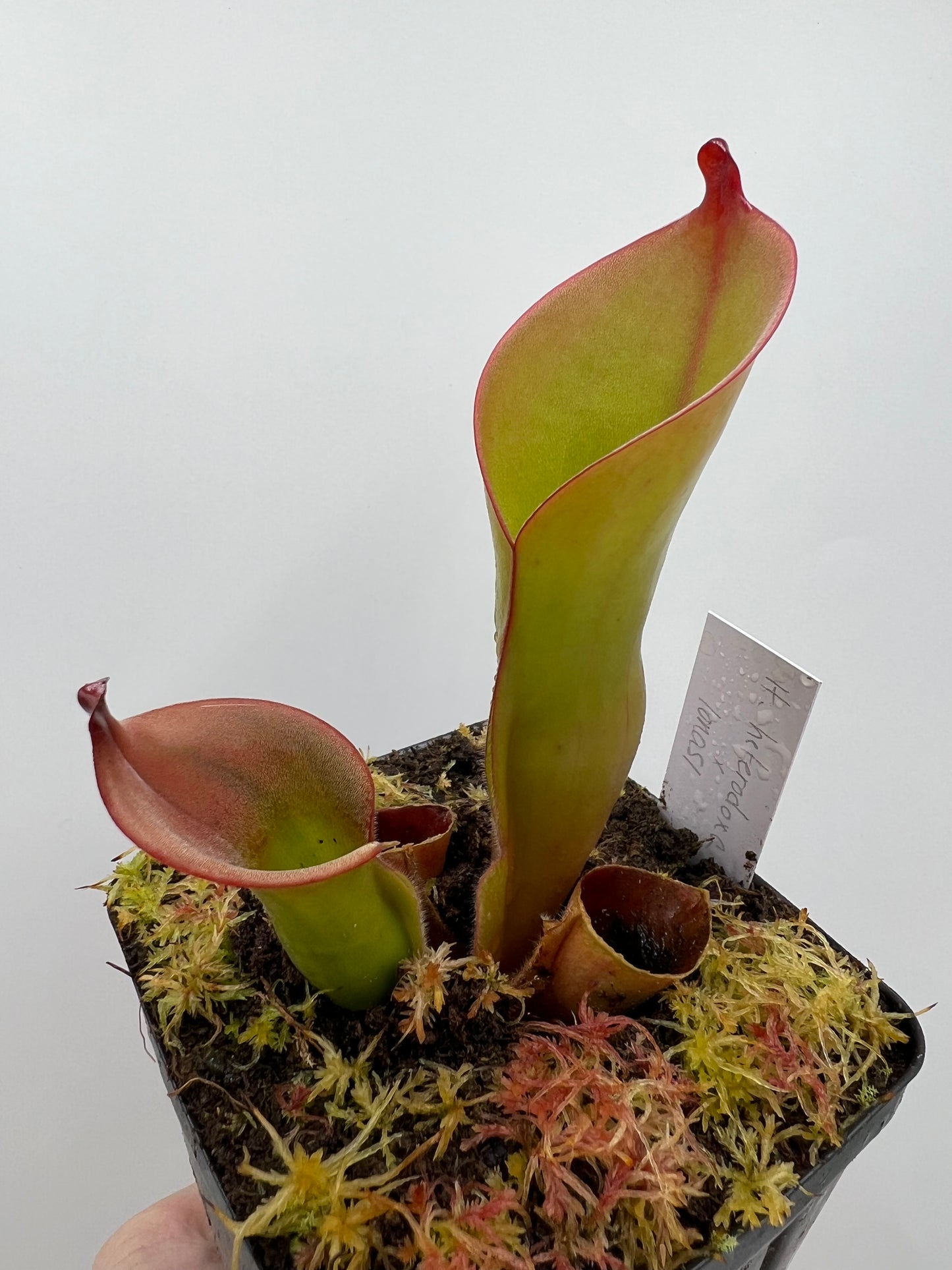 Heliamphora heterodoxa x ionasi