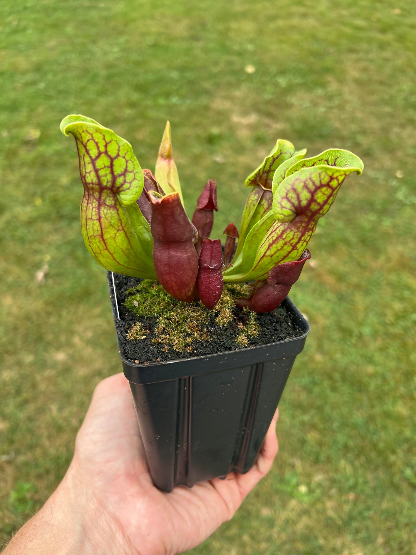 Sarracenia purpurea ssp. purpurea (Centre Co, PA) - Seed Grown #78