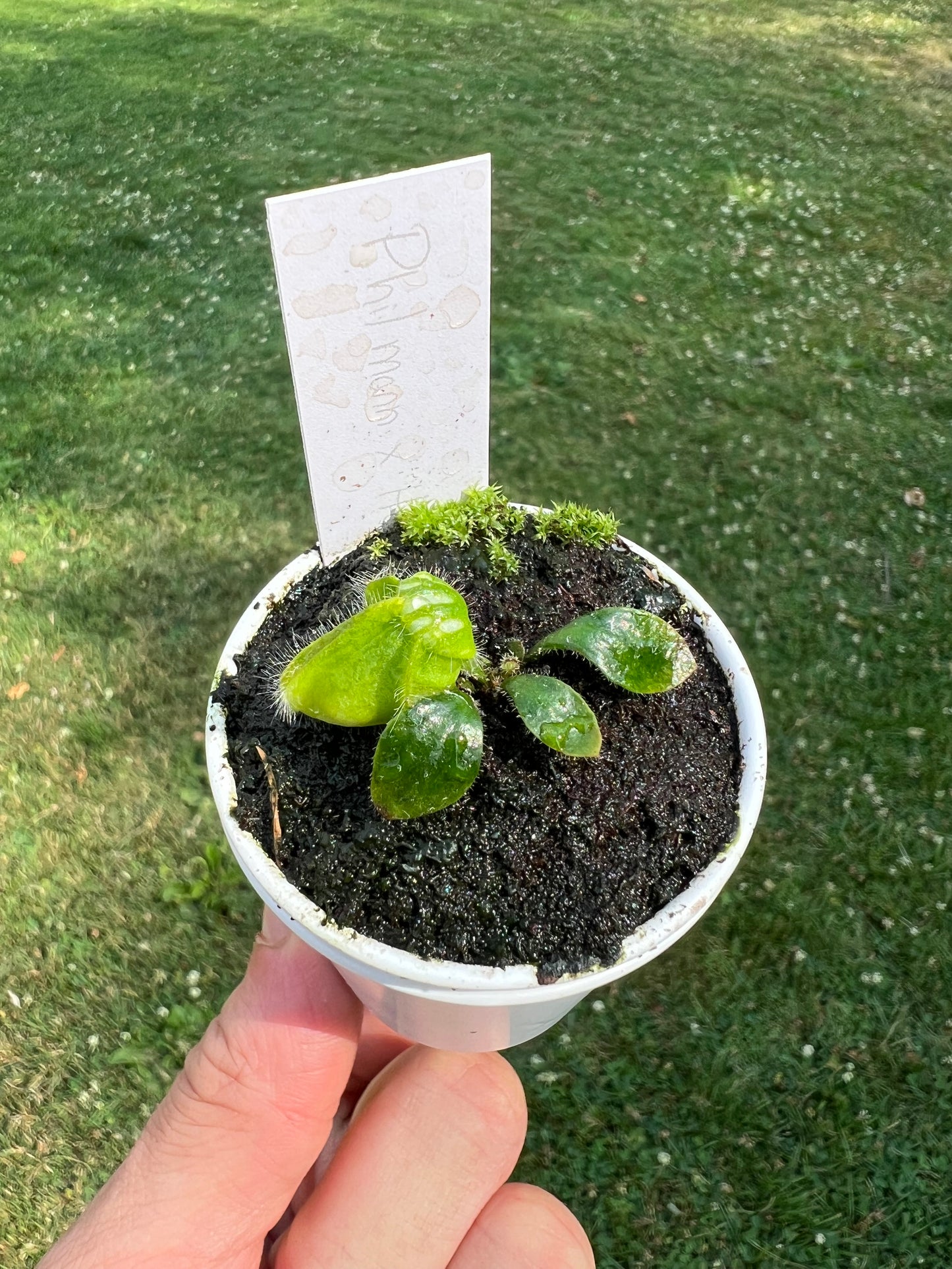 Cephalotus follicularis “Phil Mann” x “Hummers Giant”