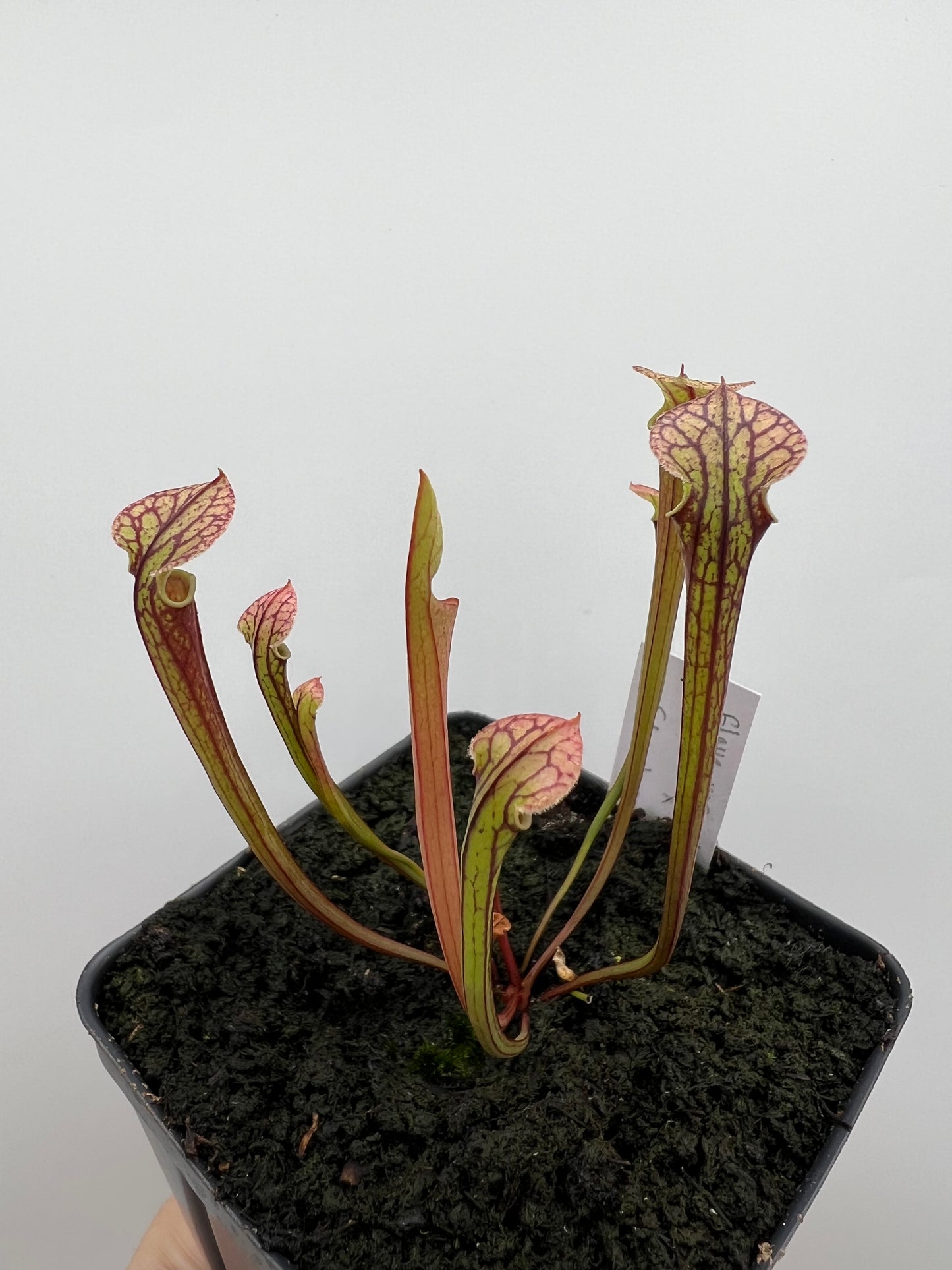 Sarracenia flava var. rubricorpora x “Strawberry Milkshake” - Seed Grown #4