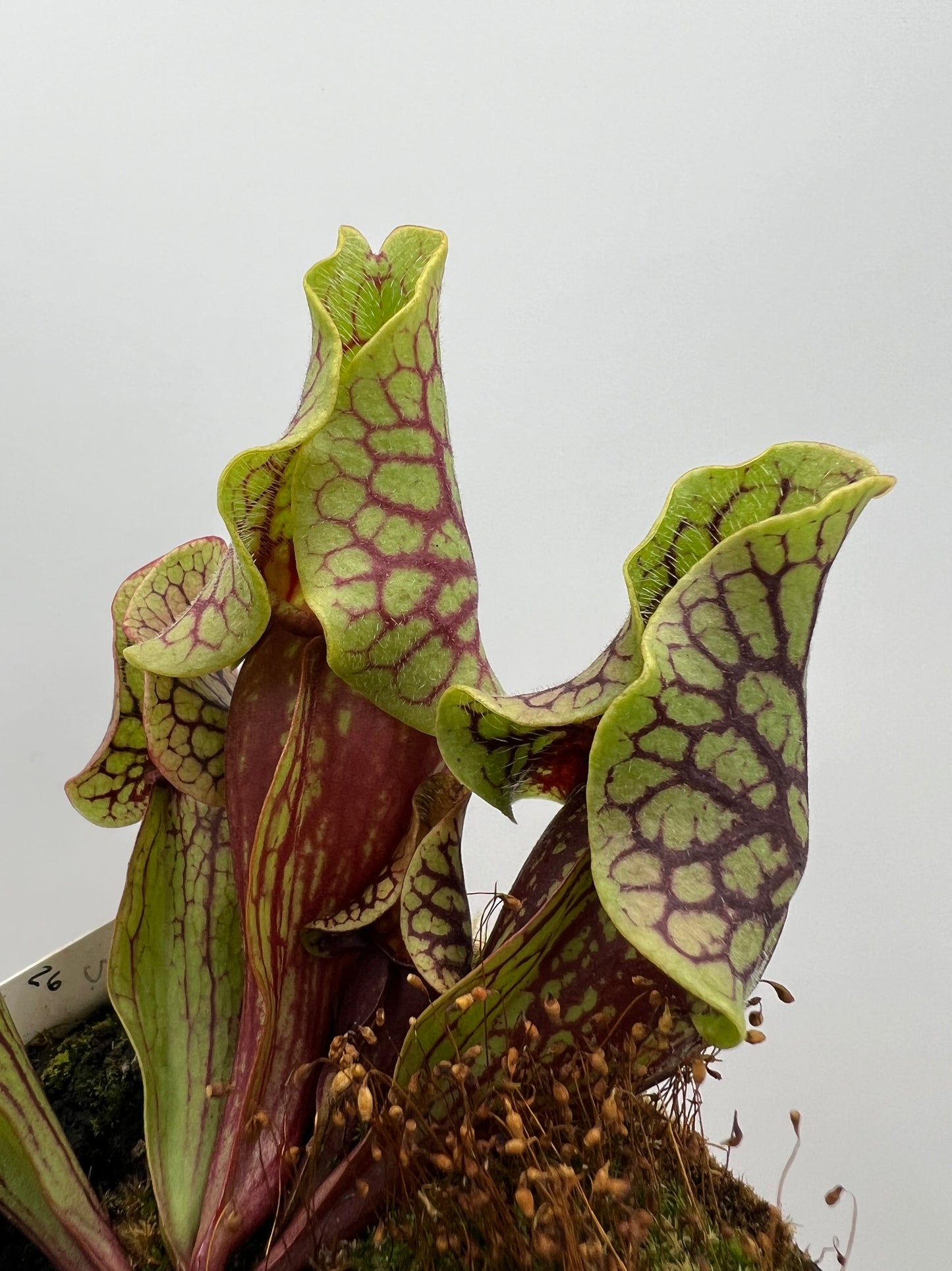 Sarracenia purpurea ssp. venosa “Little Carnivores” - Seed Grown #26