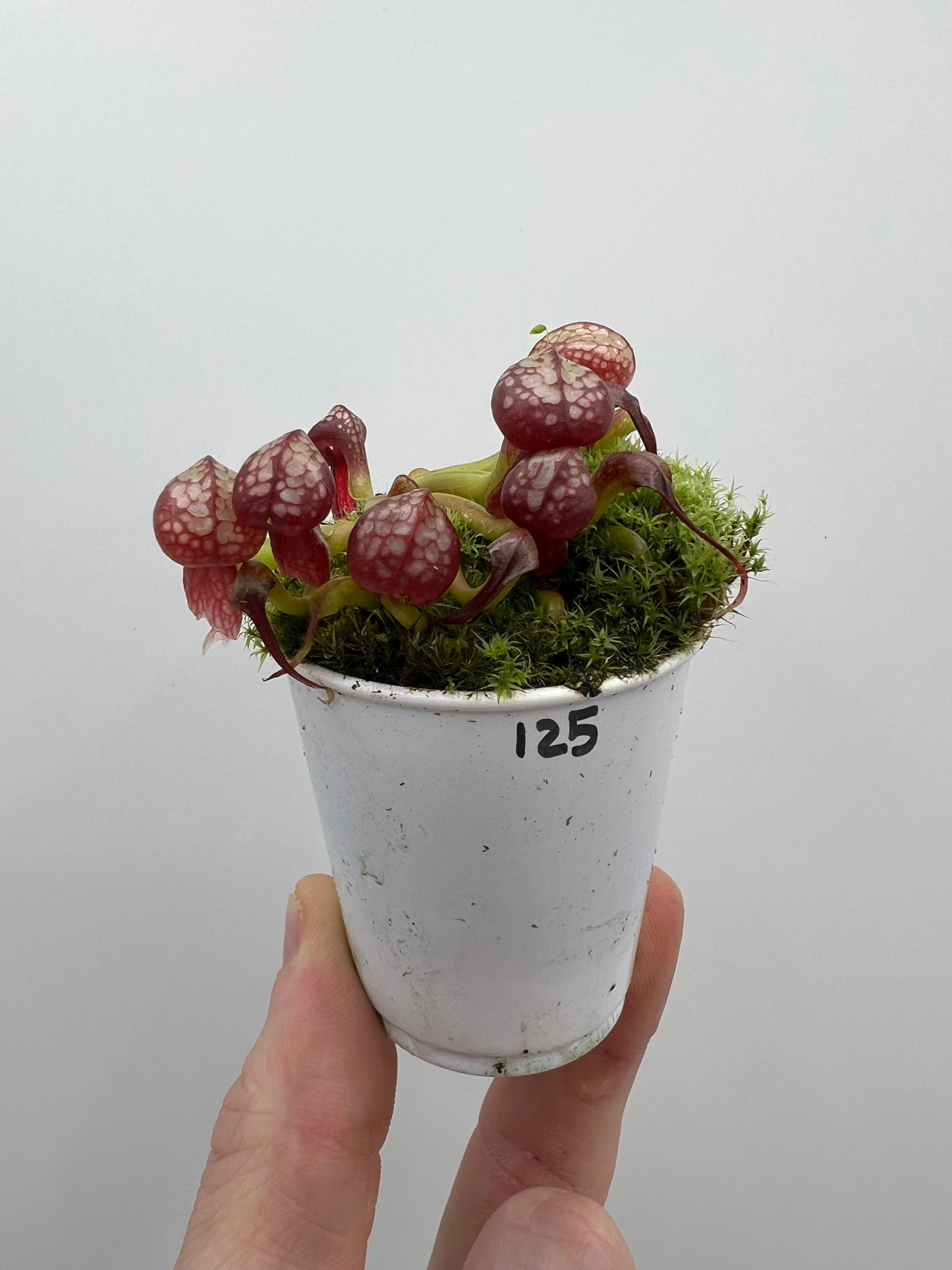 Darlingtonia californica (Cobra Pitcher Plant) - Seed Grown #125