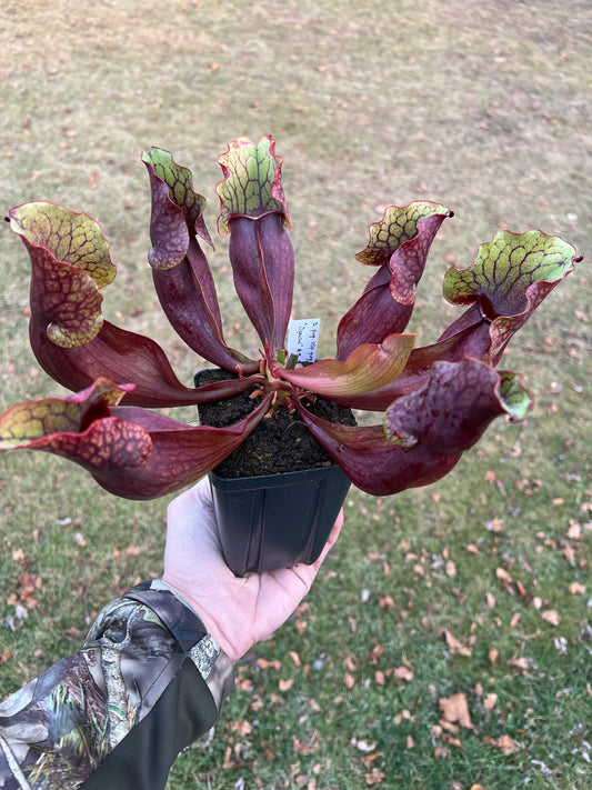 Sarracenia purpurea ssp. purpurea “Special” #3