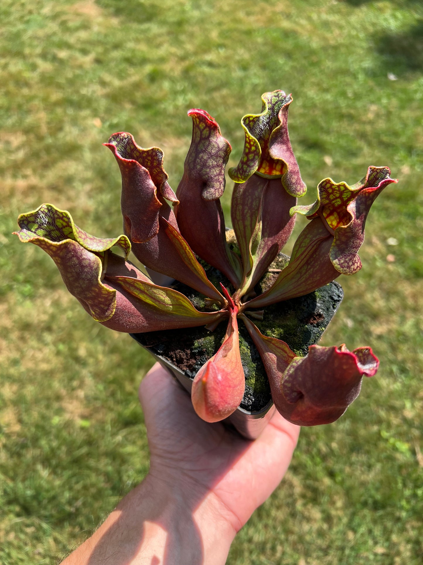 Sarracenia purpurea ssp. purpurea (Centre Co, PA) - Seed Grown #61