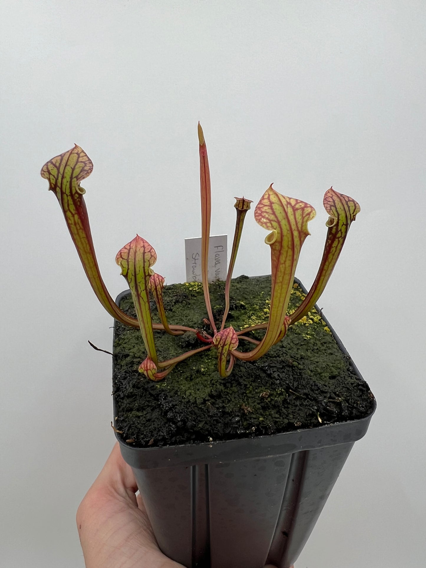 Sarracenia flava var. rubricorpora x “Strawberry Milkshake” - Seed Grown #3