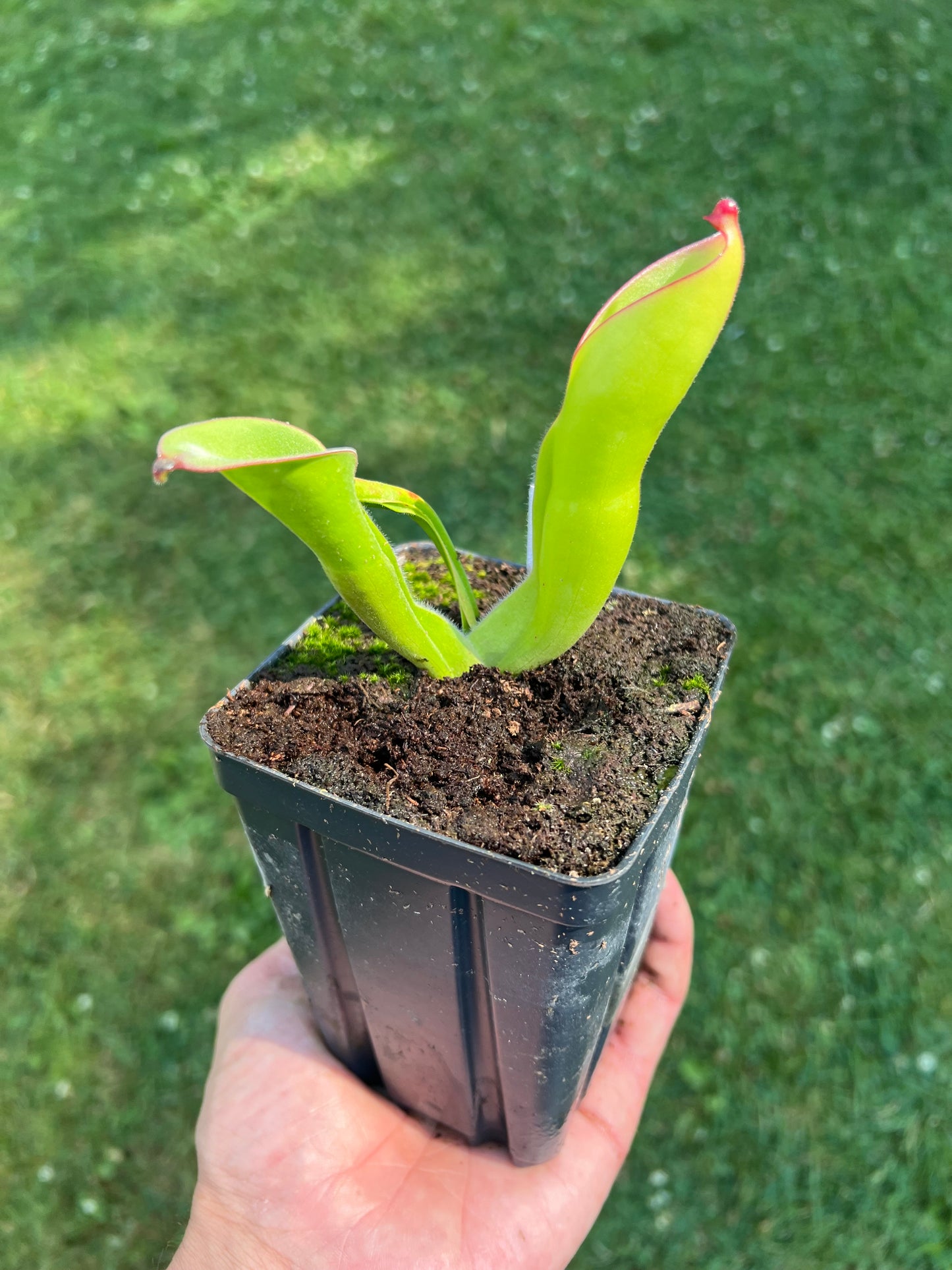 Heliamphora - No ID (lost tag)