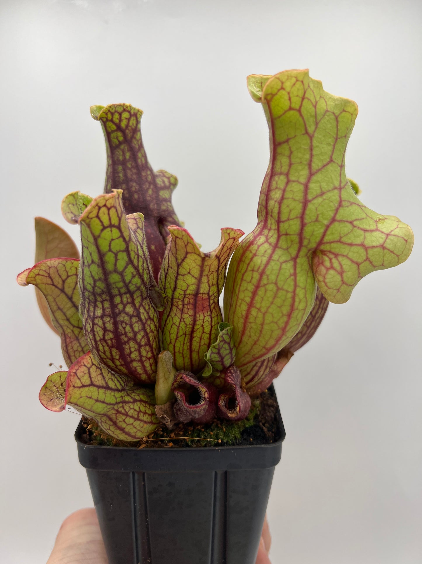 Sarracenia purpurea ssp. venosa “Little Carnivores” - Seed Grown #20