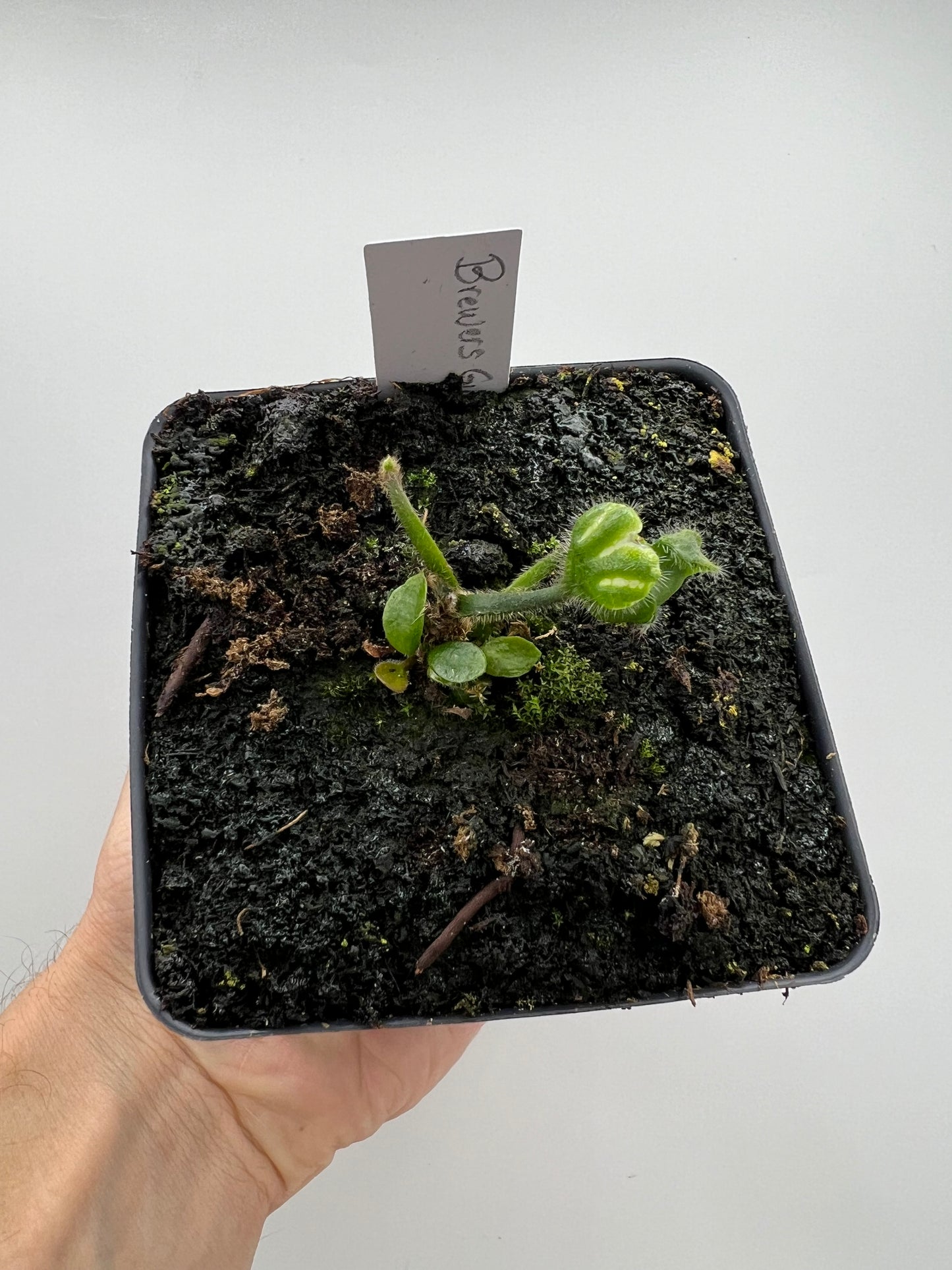 Cephalotus follicularis “Brewers Giant”