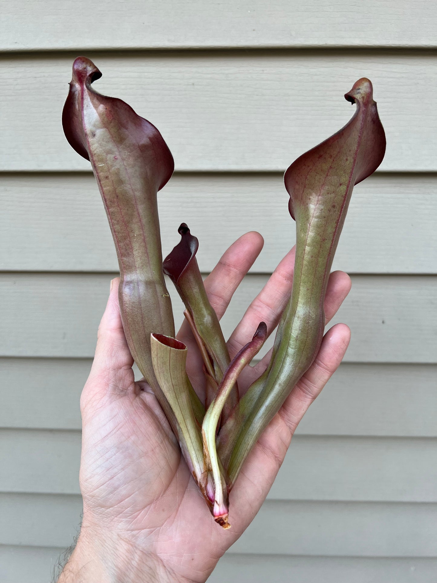 Heliamphora “Nutans Giant” x (tatei x folliculata) SG 8.14.19 LC1 - Division C