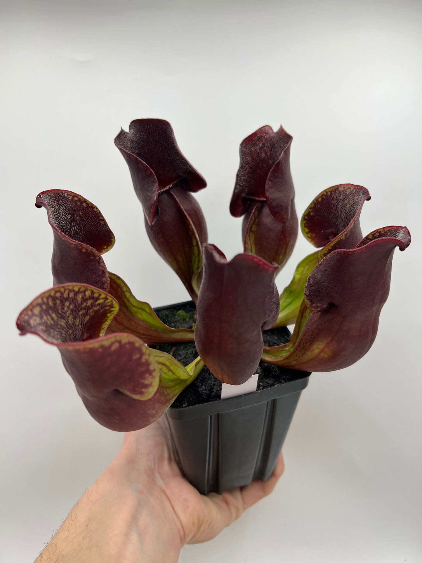 Sarracenia purpurea ssp. purpurea (Centre Co, PA) - Seed Grown #57