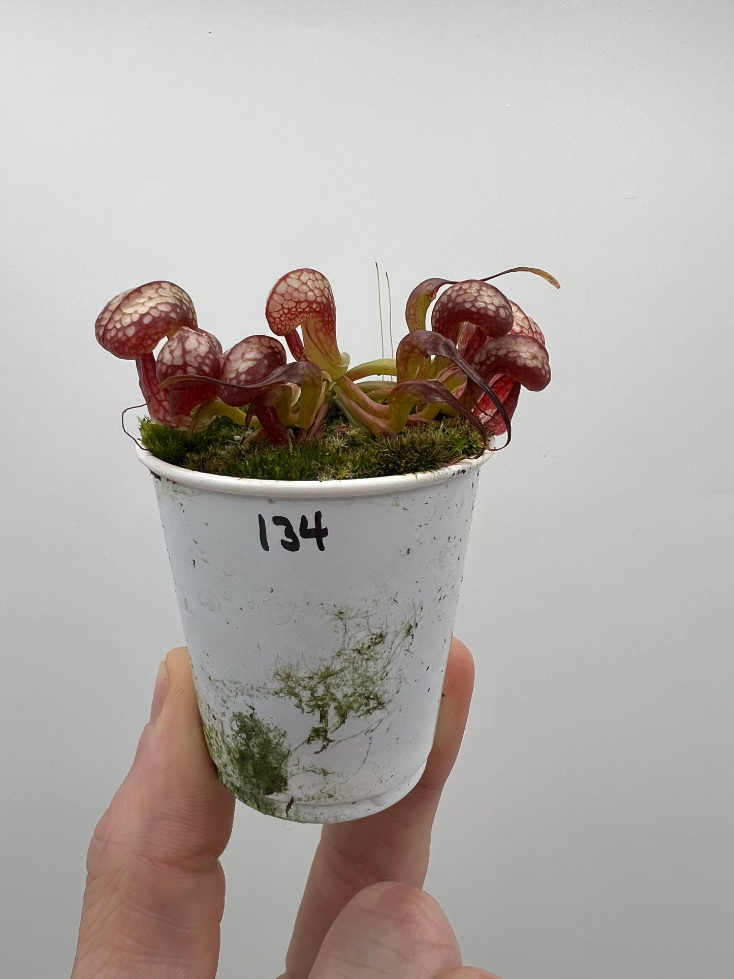 Darlingtonia californica (Cobra Pitcher Plant) - Seed Grown #134