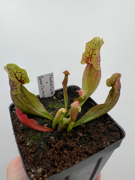 Sarracenia purpurea ssp. purpurea (Norfolk Co, MA) x (Bruce Co, Ontario Canada) - Seed Grown #5