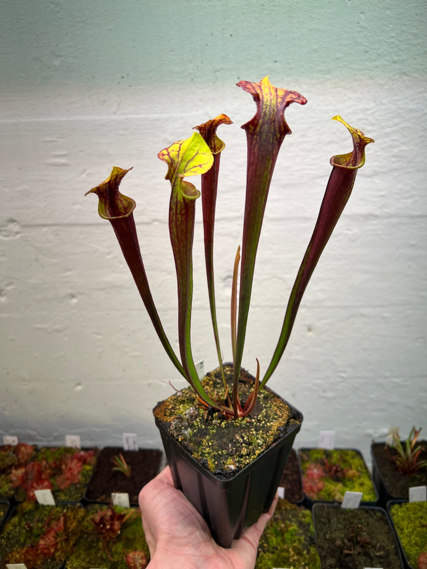 Sarracenia flava var. rubricorpora (Liberty Co, FL) - Seed Grown #3