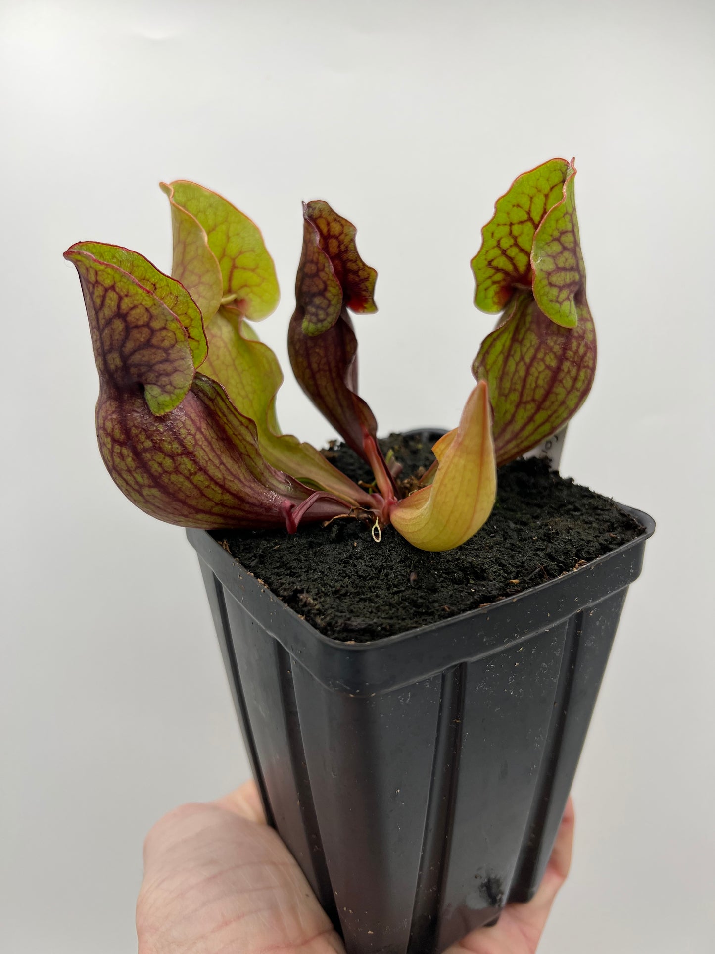 Sarracenia purpurea ssp. purpurea (Norfolk Co, MA) x (Bruce Co, Ontario Canada) - Seed Grown #4