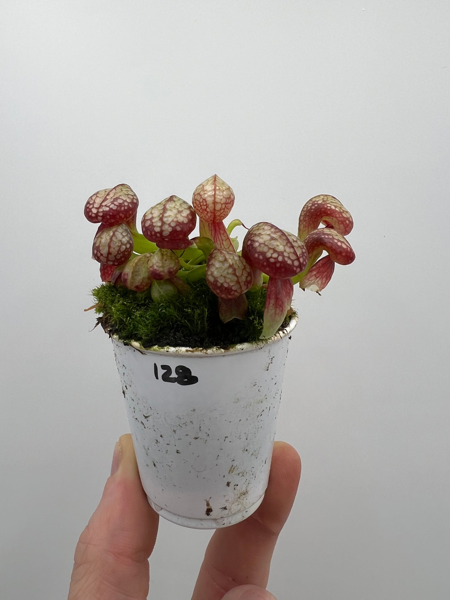 Darlingtonia californica (Cobra Pitcher Plant) - Seed Grown #128