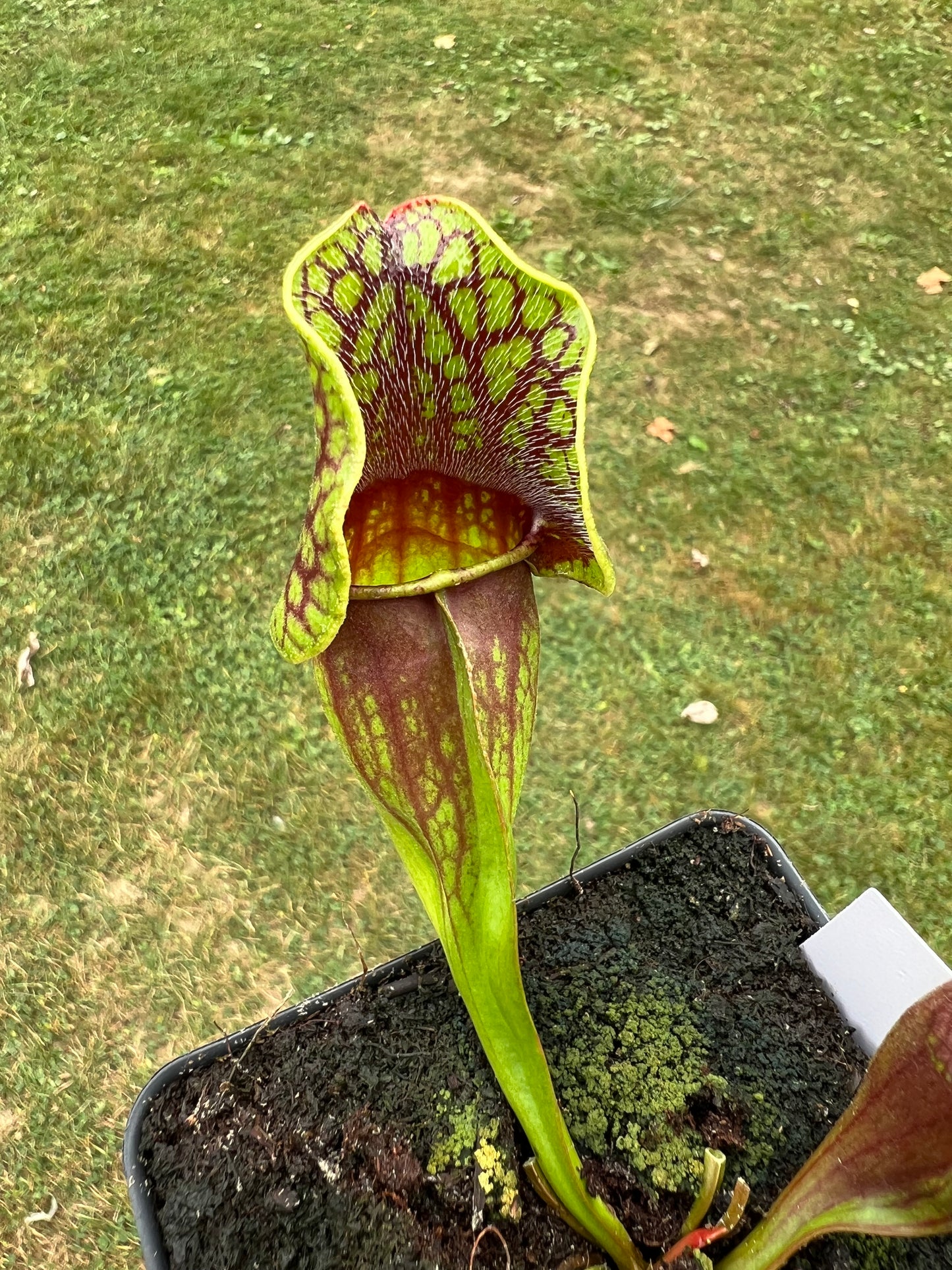 Sarracenia purpurea ssp. purpurea (Centre Co, PA) - Seed Grown #74