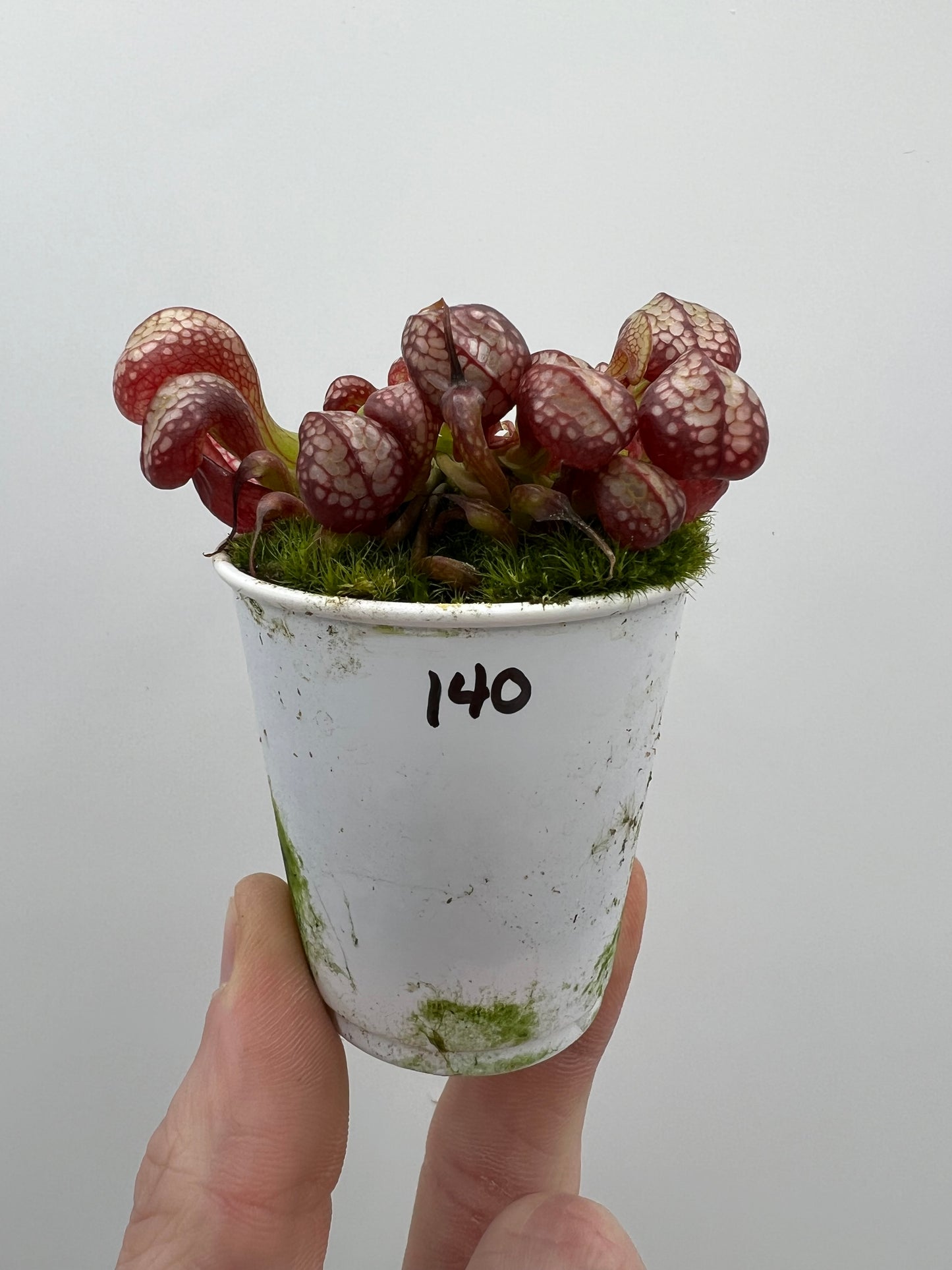 Darlingtonia californica (Cobra Pitcher Plant) - Seed Grown #140