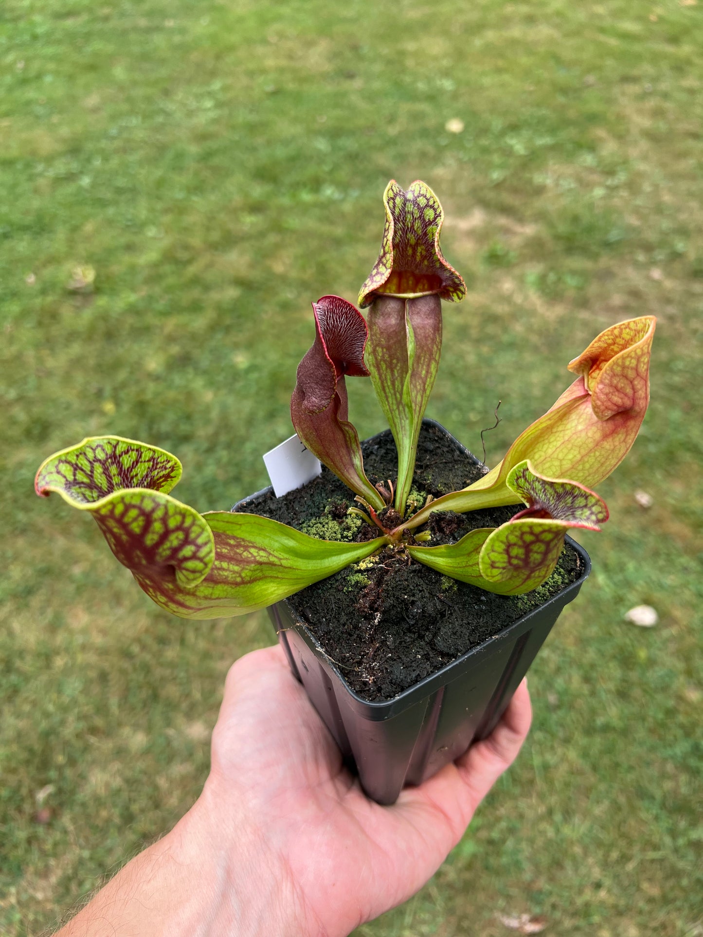 Sarracenia purpurea ssp. purpurea (Centre Co, PA) - Seed Grown #74