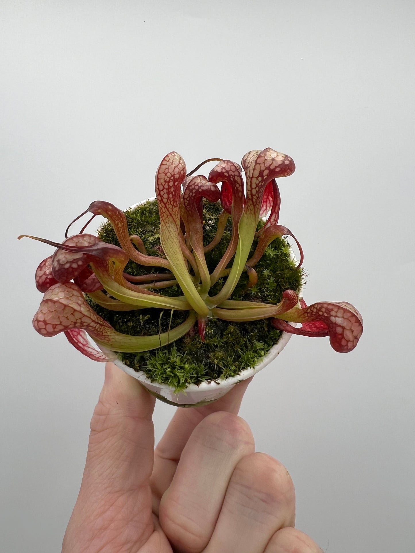 Darlingtonia californica (Cobra Pitcher Plant) - Seed Grown #134