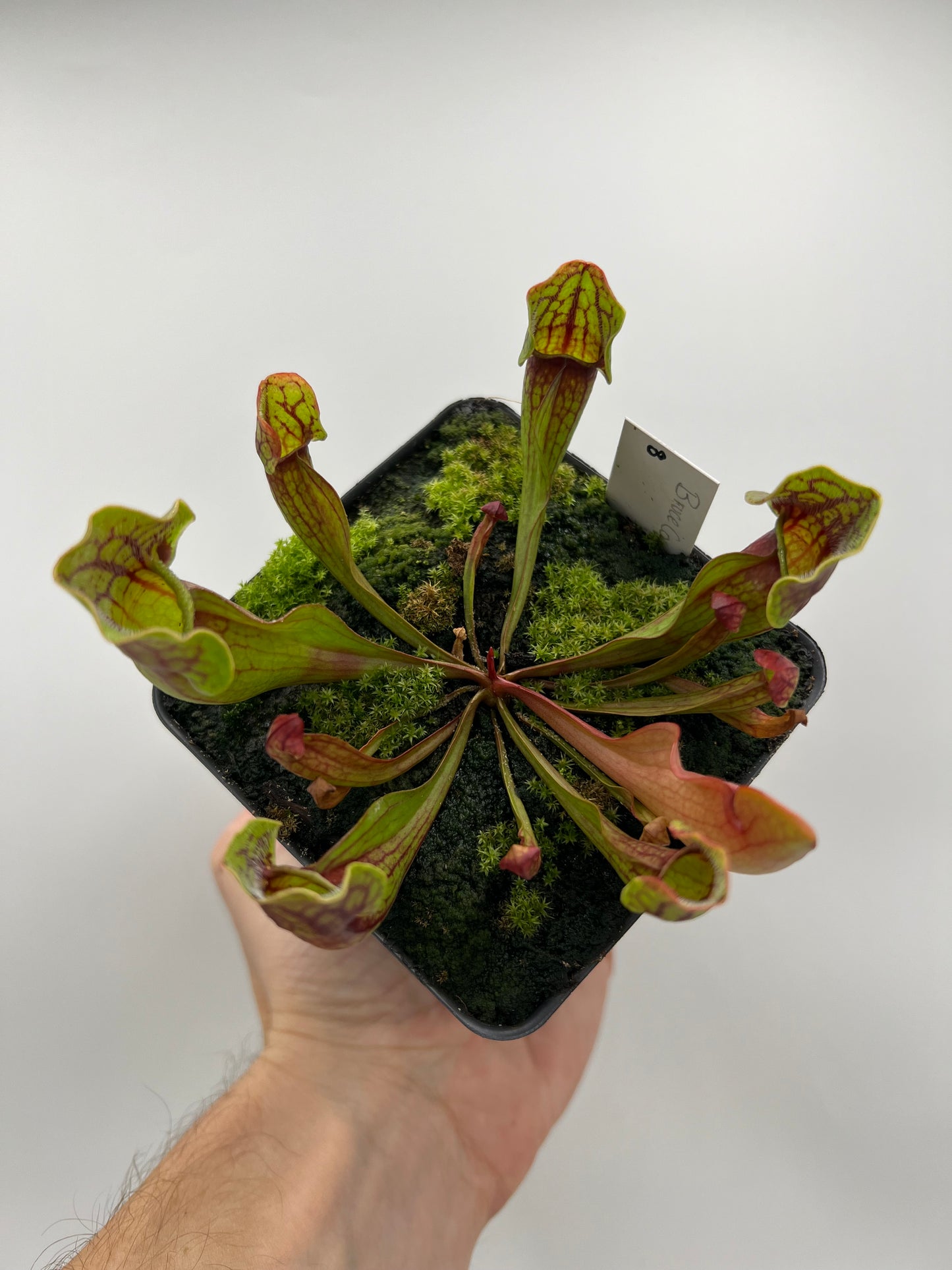 Sarracenia purpurea ssp. purpurea (Bruce Co, Ontario Canada) - Seed Grown #8